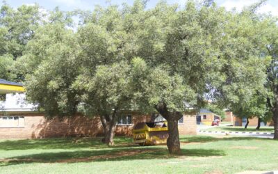 UL empowers local innovation at Marula Fruit Tree Valorisation Symposium